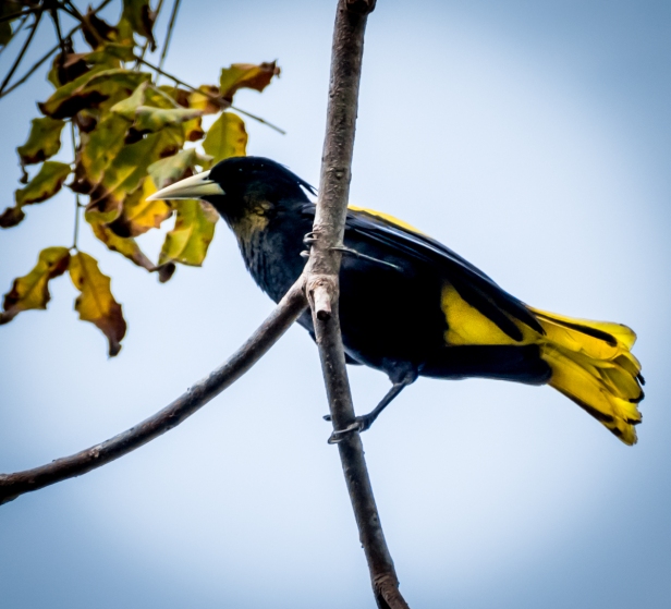 Yellow-winged cacique
